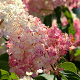 Hortensie de gradina Tip Copac, fucsia-alb-roz Pink Diamond