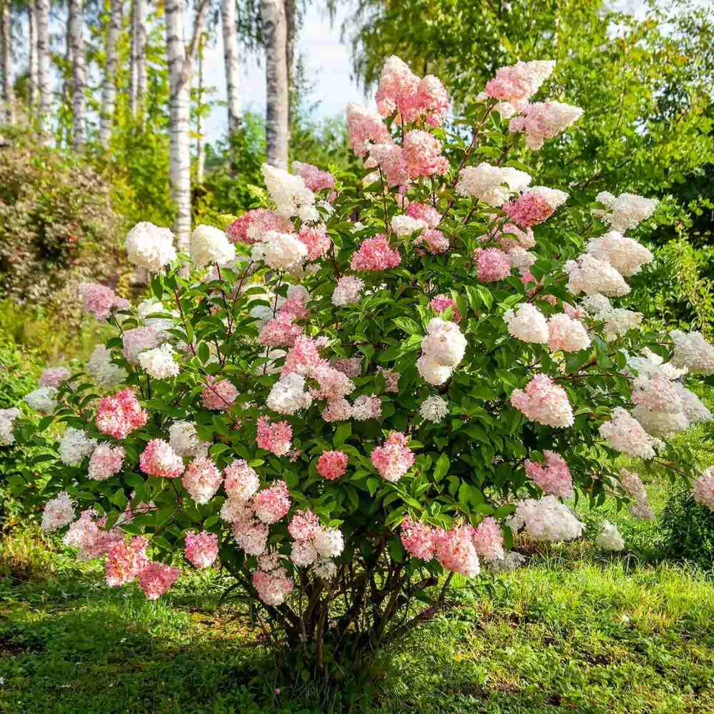 Hortensie de gradina Vanille Fraise, arbust decorativ flori mari conice parfumate roz alb rosu, joc de culori