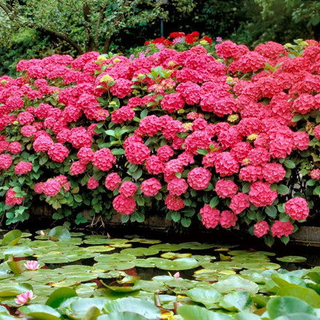 Hortensie de gradina Glowing Embers, flori rosii-portocalii spectaculoase, tufis ornamental rezistent