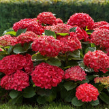 Hortensie de Gradina Pitica Little Red XS, flori rosii compacte, tufis decorativ de gradina