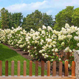 Hortensie de Gradina Grandiflora, arbustiva, flori uriase albe, rezistenta, decor de gradina