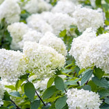 Hortensie de Gradina Grandiflora, arbustiva, flori uriase albe, rezistenta, decor de gradina
