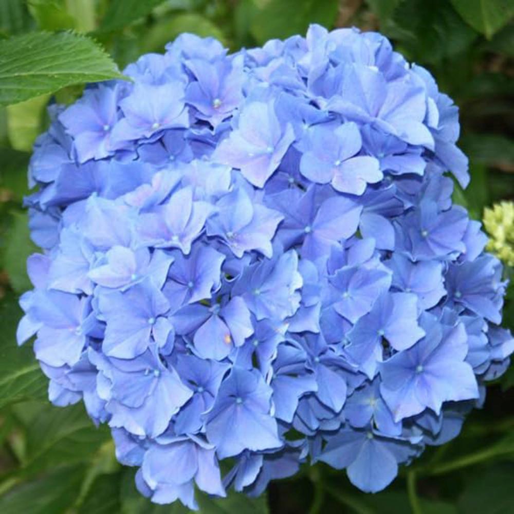 Hortenzia 'Blauer Zwerg' – intenzív kék virágú törpe fajta
