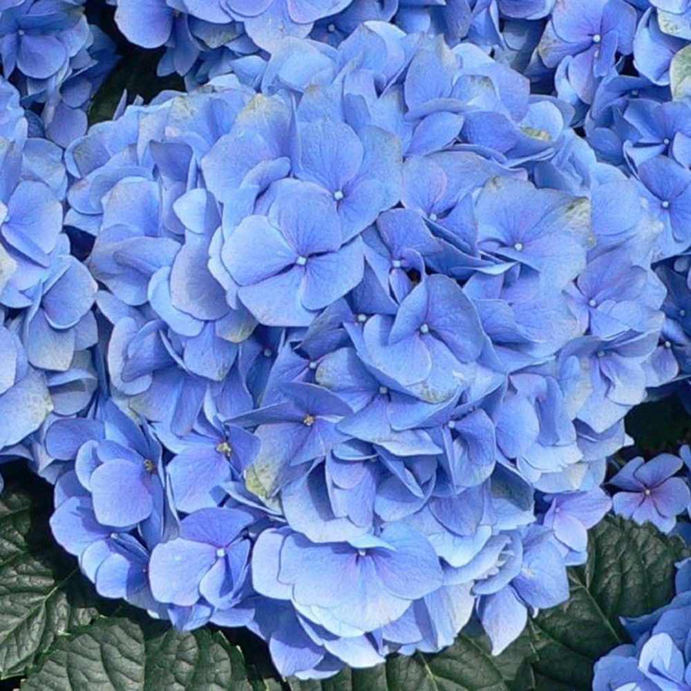 Hortenzia 'Blauer Zwerg' – intenzív kék virágú törpe fajta