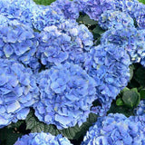 Hortenzia 'Blauer Zwerg' – intenzív kék virágú törpe fajta