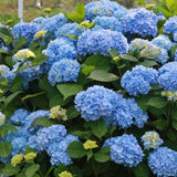 Hortenzia 'Blauer Zwerg' – intenzív kék virágú törpe fajta