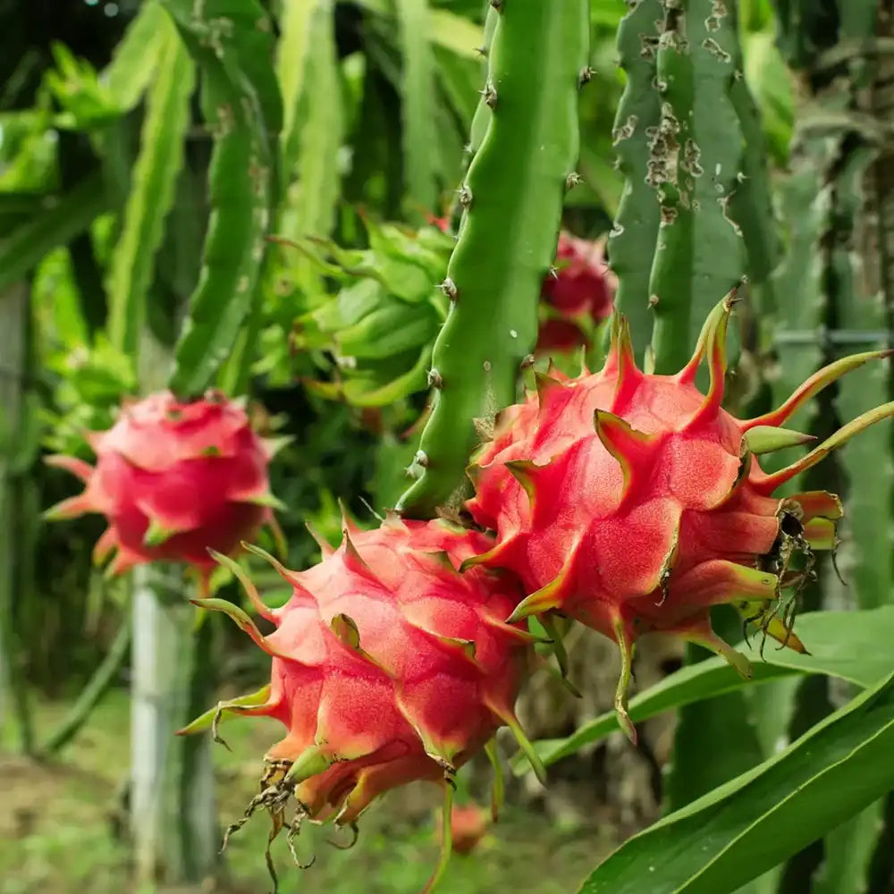 Fructul Dragonului Rosu (Hylocereus undatus), cu fructe exotice rosii si aromate