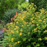 Sunatoare Decorativa Hypericum Calycinum