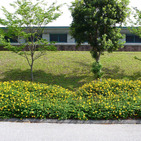 Sunatoare Decorativa Hypericum Hidcote, cu flori galbene