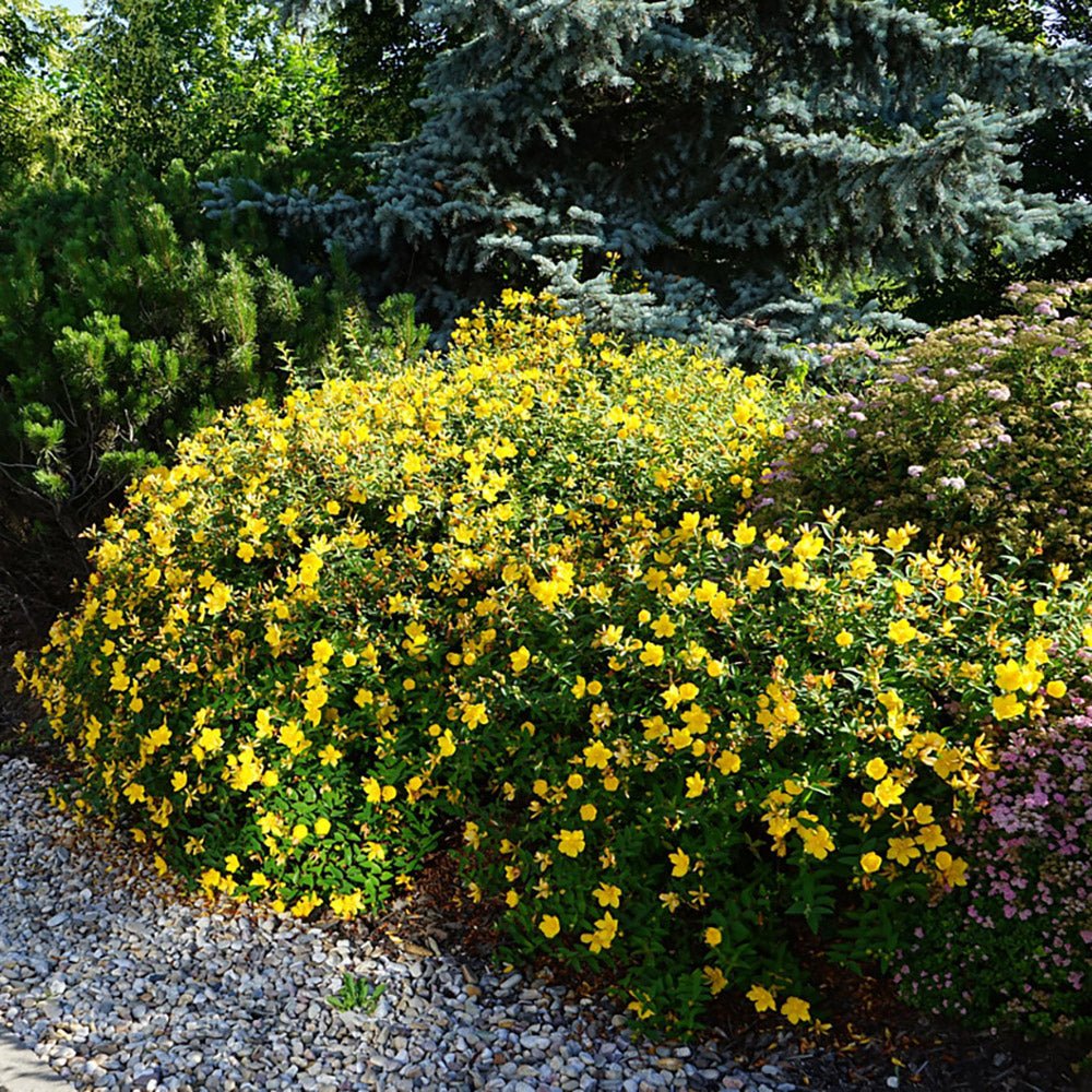 Sunatoare Decorativa Hypericum Hidcote, cu flori galbene