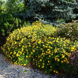 Sunatoare Decorativa Hypericum Hidcote, cu flori galbene