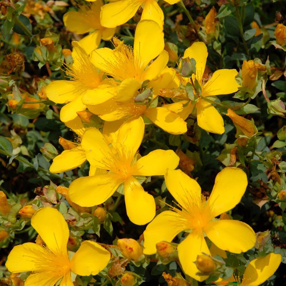 Sunatoare Decorativa Hypericum Hidcote, cu flori galbene