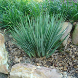 Iarba Albastra Ornamentala (Dianella Revoluta) Blue Stream