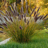 Iarba Chinezeasca Pennisetum Black Beauty