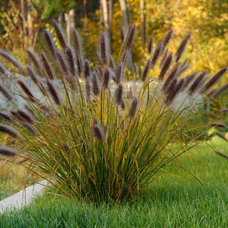 Iarba Chinezeasca Pennisetum Black Beauty