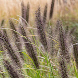 Iarba Chinezeasca Pennisetum Black Beauty