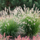 Iarba Chinezeasca Pennisetum Flamingo