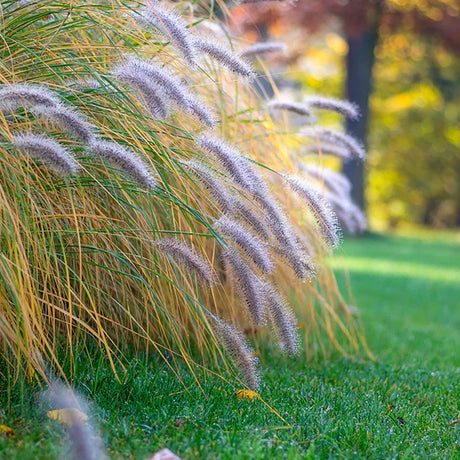Iarba Chinezeasca Pennisetum Flamingo
