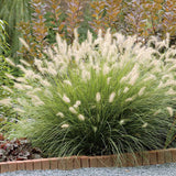 Iarba chinezeasca Pennisetum Hameln