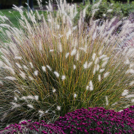 Iarba chinezeasca Pennisetum Hameln