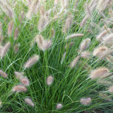Iarba Chinezeasca Pennisetum Herbstzauber