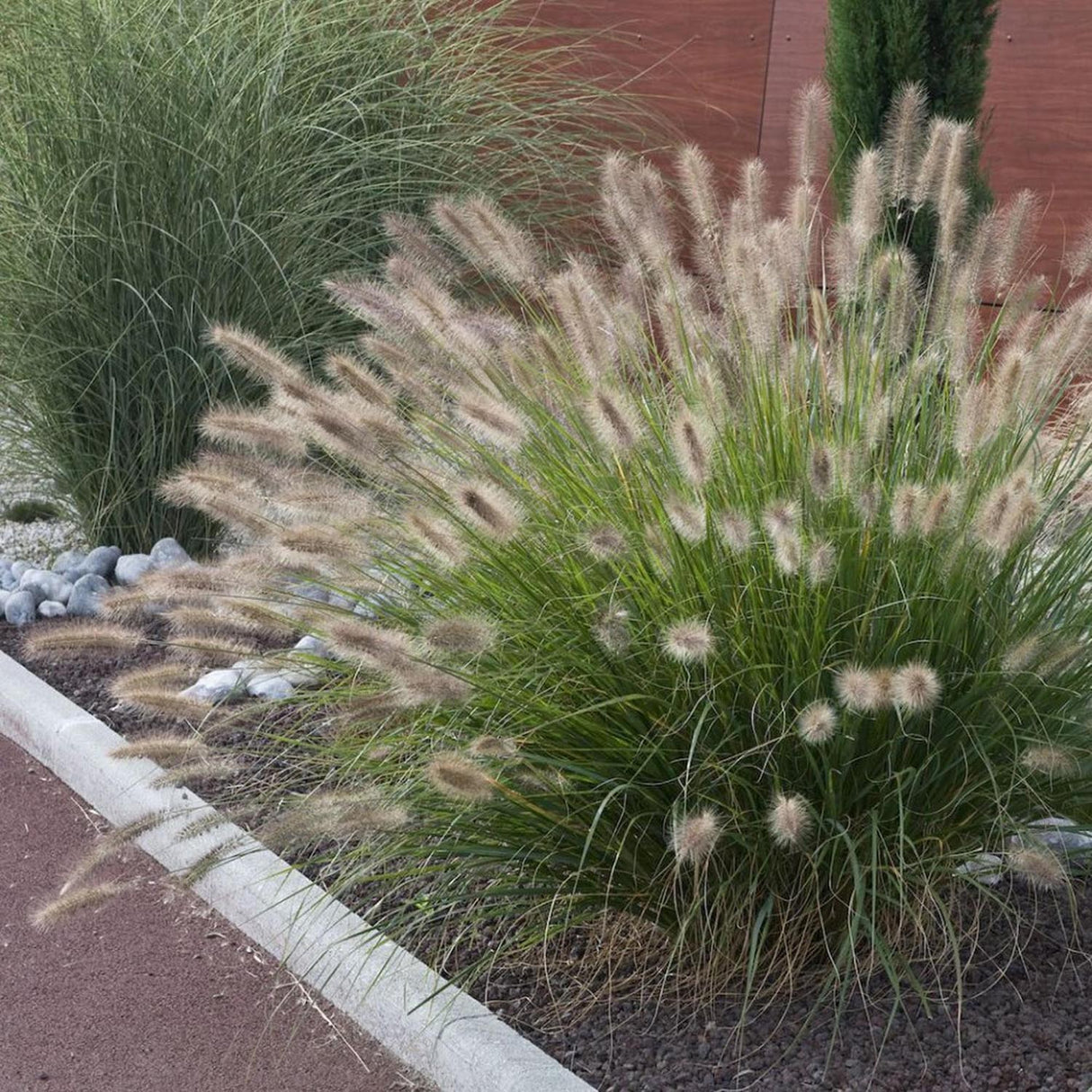 Iarba Chinezeasca Pennisetum Herbstzauber