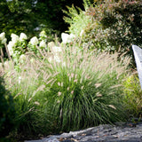 Iarba Chinezeasca Pennisetum Herbstzauber