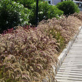 Iarba Chinezeasca Pennisetum Summer Samba