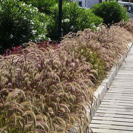Iarba Chinezeasca Pennisetum Summer Samba