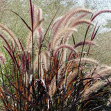 Iarba Chinezeasca Pennisetum Summer Samba