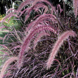 Iarba Chinezeasca Pennisetum Summer Samba