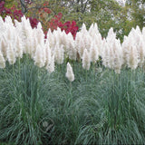 Iarba de Pampas (Cortaderia) Evita