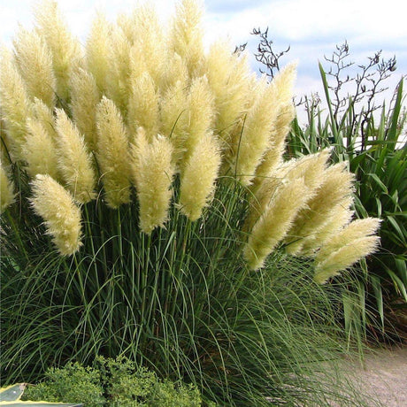 Iarba de Pampas (Cortaderia) Evita