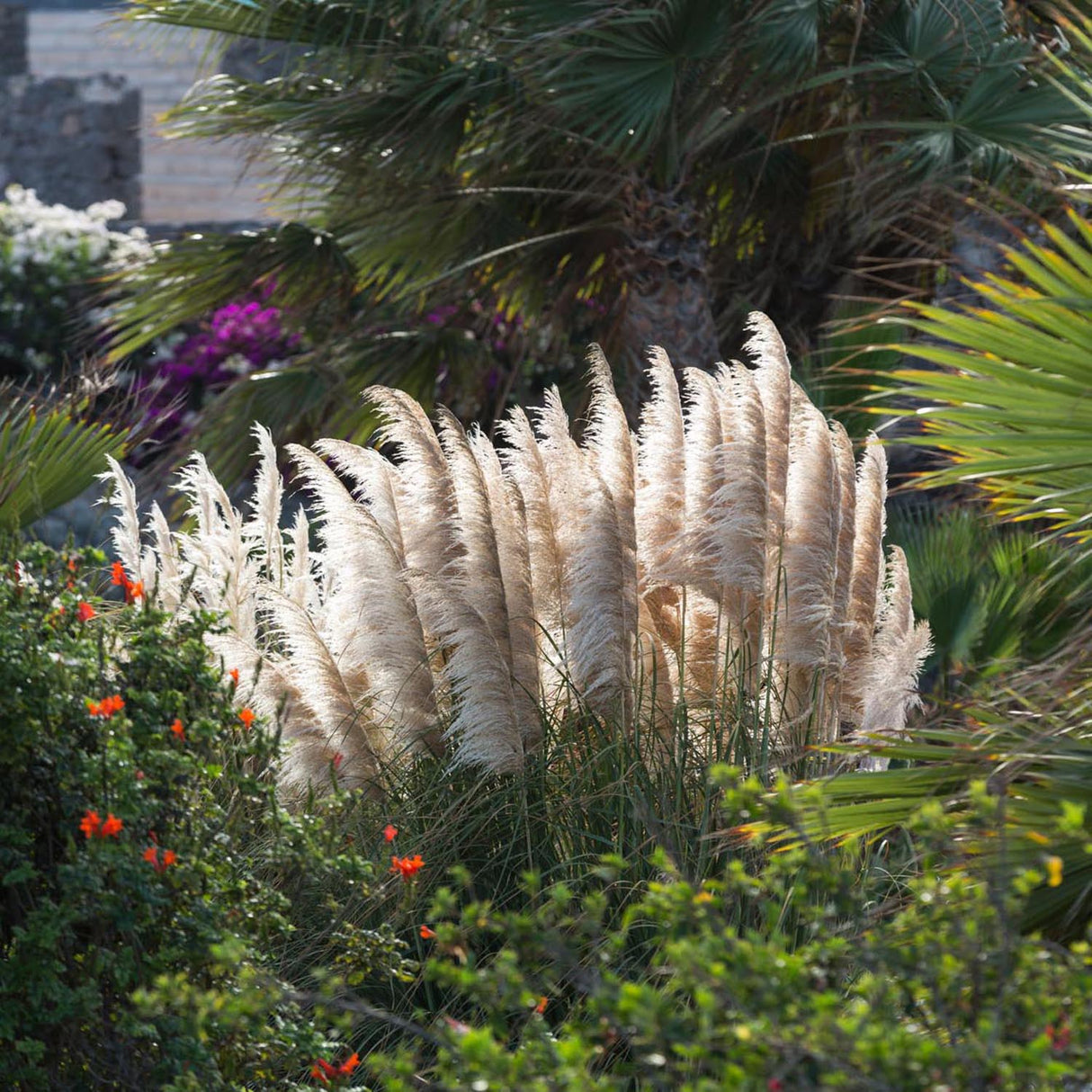 Iarba de Pampas (Cortaderia) Evita