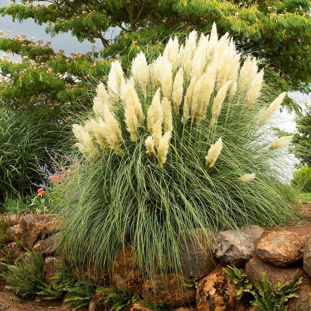 Iarba de Pampas (Cortaderia) Pumila