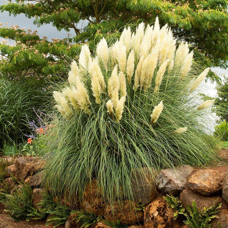 Iarba de Pampas (Cortaderia) Pumila