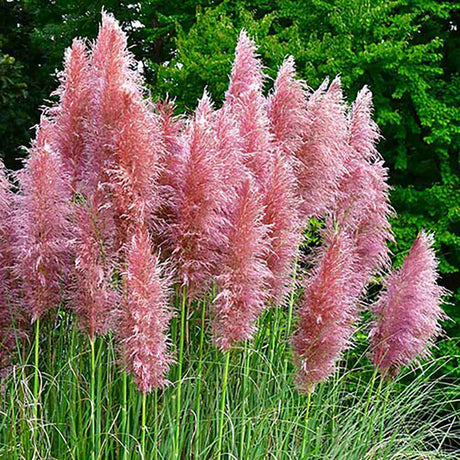 Iarba de Pampas (Cortaderia) Rosea Pink Phantom