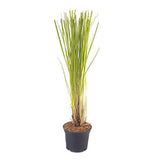 Iarba de Pampas (Cortaderia) Rosea Pink Phantom