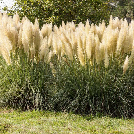 Iarba de Pampas (Cortaderia) Splendid Star