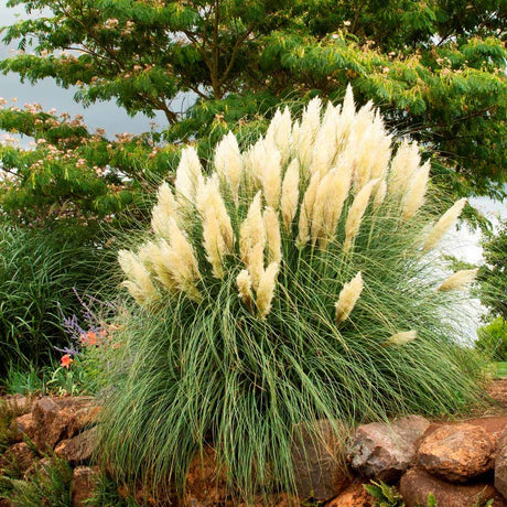 Iarba de Pampas (Cortaderia) Weisse Feder
