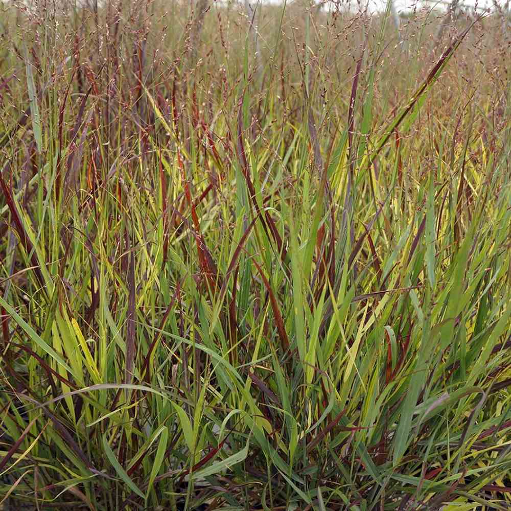 Iarba de Preerie Cheyenne Sky (Panicum virgatum)