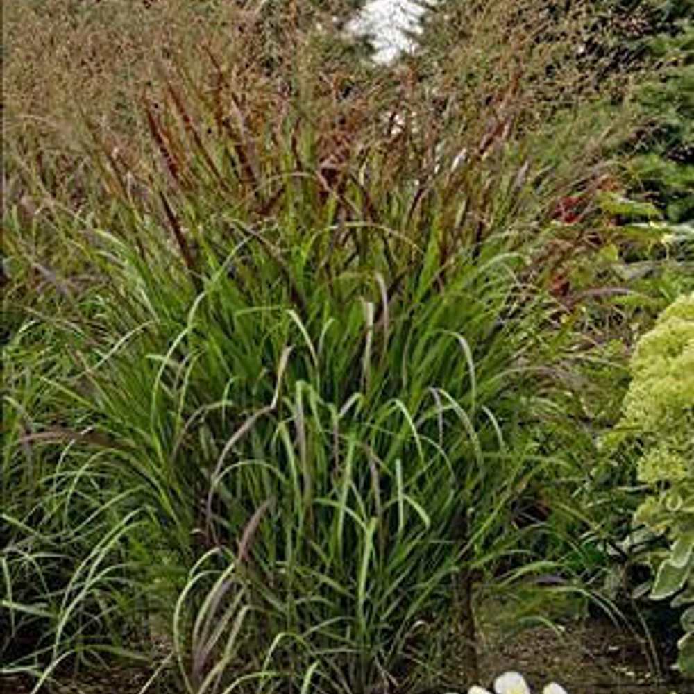 Iarba de Preerie Cheyenne Sky (Panicum virgatum)
