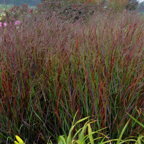 Iarba de Preerie Cheyenne Sky (Panicum virgatum)