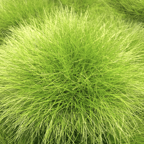 Iarba Decorativa auriu (Festuca) Ami Gold