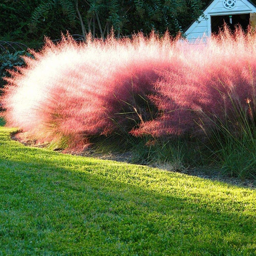 Iarba Decorativa Texas (Muhlenbergia Capillaris)