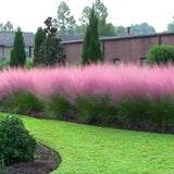 Iarba Decorativa Texas (Muhlenbergia Capillaris)