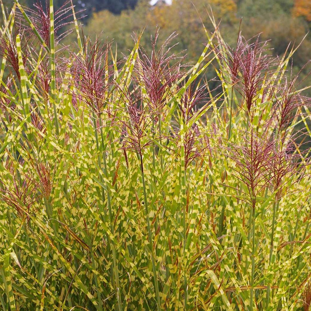 Iarba Elefantului (Miscanthus Sinensis) Golden Breeze