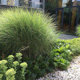 Iarba Elefantului (Miscanthus Sinensis) Gracillimus