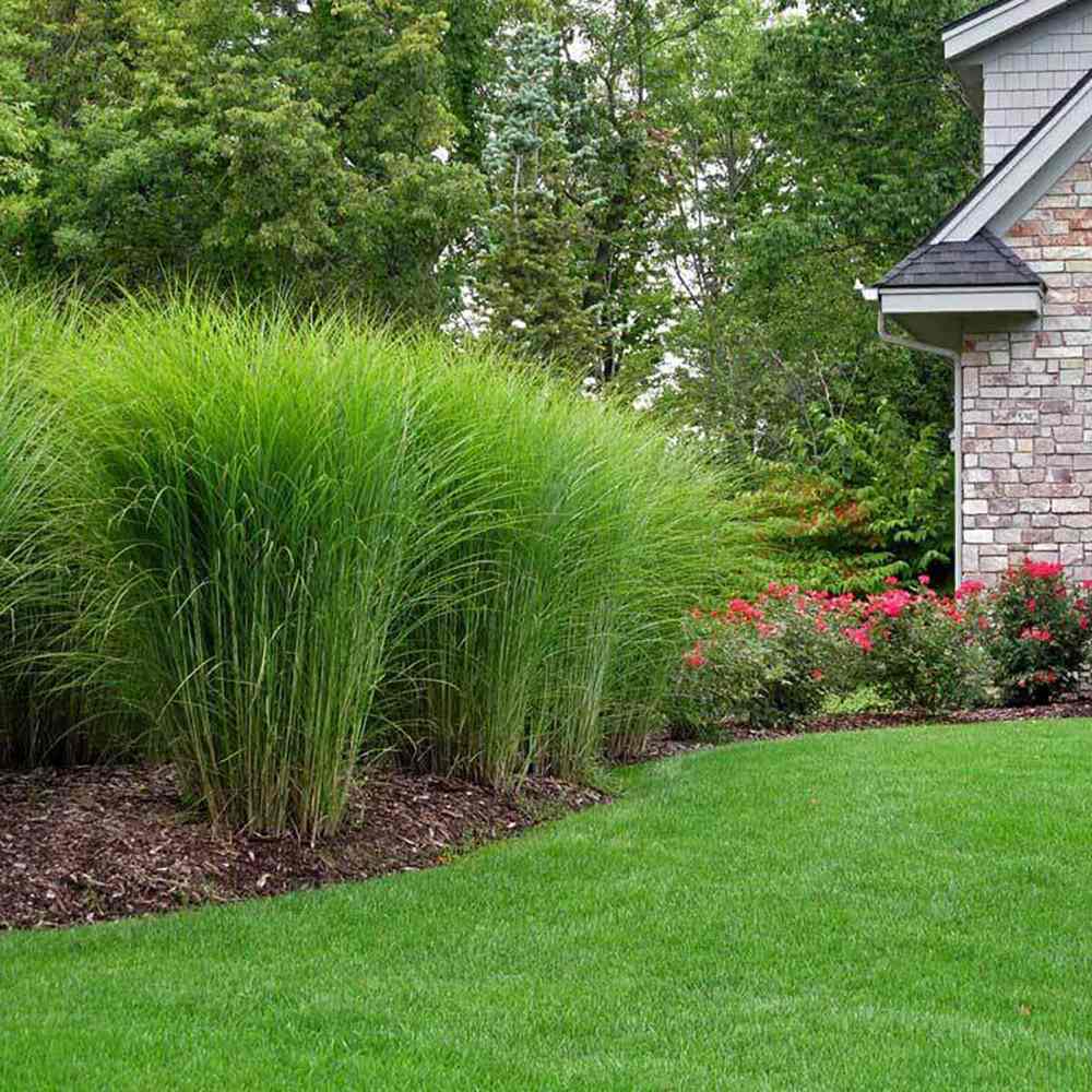 Iarba Elefantului (Miscanthus Sinensis) Gracillimus