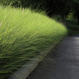 Iarba Elefantului (Miscanthus Sinensis) Gracillimus